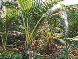 DPRP Ingatkan Pemerintah Tekan Laju Deforestasi Lahan Sagu