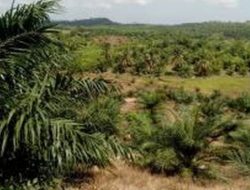Sagu dan Beras: Ketersingkiran dan (Kemungkinan) Kebangkitan Pangan Lokal (Bagian Kedelapan)