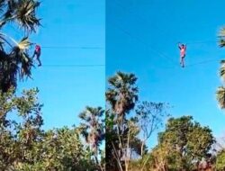 Tukang Iris Tuak “Sakti” di NTT: Berjalan di Atas Tali, Berpindah dari Satu Pohon Lontar ke Pohon Lain
