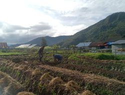 Babinsa Koramil Obano dan Satgas Pamtas Siapkan Bedeng Untuk Ditanami Bibit Buah dan Sayuran Lokal Papua