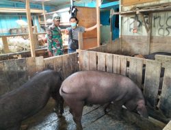 Babinsa Koramil Tigi Sambangi Pasar Waghete Pantau Stok Sembako dan Daging Jelang Natal dan Tahun Baru