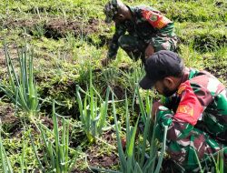 Anggota Babinsa Koramil Obamo Aktif Bersihkan Rumput di Lahan yang Ditanami Aneka Tanaman Buah dan Sayuran