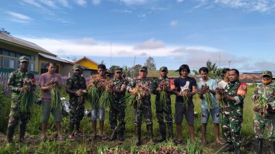 Prajurit Koramil Tigi Sukses Kembangkan Komoditas Bawang Merah Varietas Hibrida di Kabupaten Deiyai