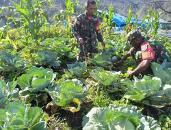 Anggota Koramil Aradide Gotong-Royong Bersihkan Aneka Tanaman Buah dan Sayuran