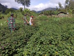 Kerja Sama Warga dan Anggota Koramil Tingkatkan Produksi Ubi Jalar di Obano, Kabupaten Paniai