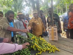 Bupati Bidana Dorong Petani Tingkatkan Produktivitas Pertanian dan Perkebunan di Pegunungan Bintang