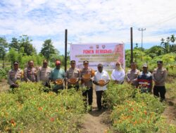 Kasat Binmas Polres Jayapura Panen Cabe Bersama di Kebun Percontohan, Distrik Nimbokrang