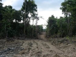 Koalisi Masyarakat Sipil dan Perempuan Adat di Papua Minta Tinjau Ijin PT Permata Nusa Mandiri di Grime dan Nawa