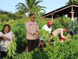 Petani Peserta Program Kasuari di Distrik Sentani Timur Lakukan Panen Perdana