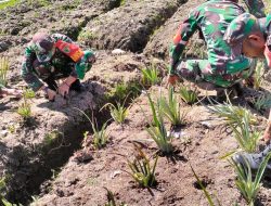 Tingkatkan Ketahanan Pangan Anggota Koramil di Paniai Buka Lahan Pertanian untuk Penuhi Kebutuhan Warga