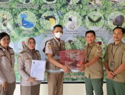 Petugas Karantina Bandara Mozes Kilangin Amankan Seekor Kanguru Khas Papua Tanpa Dokumen