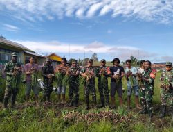 Prajurit Koramil Tigi Sukses Kembangkan Komoditas Bawang Merah Varietas Hibrida di Kabupaten Deiyai