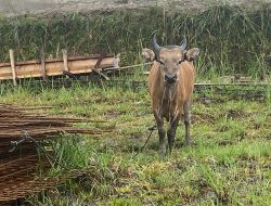 Penjabat Bupati Edowai Serahkan Sapi Qurban untuk Kodim Deiyai Dalam Rangka Hari Raya Idul Adha