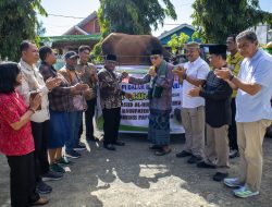 Penjabat Gubernur Papua Tengah Serahkan Hewan Qurban Presiden Untuk Masjid Al-Hidayah Girimulyo