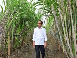 Presiden Jokowi Sebut Penanaman Tebu di Merauke Wujud Dukungan Pemerintah Terhadap Inisiatif Berkelanjutan Bidang Pertanian dan Lingkungan