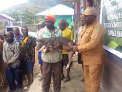 Dinas Peternakan dan Perikanan Salurkan Ratusan Bibit Babi ke Warga Dua Distrik di Kabupaten Dogiyai