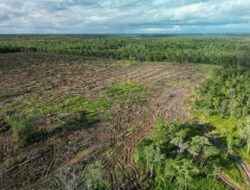 LBH Papua Desak Presiden Batalkan Proyek Strategis Nasional Pangan dan Energi di Merauke