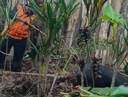Bupati Dogiyai Hadiri Pemberkatan Yameewaa Milik Paroki Santo Petrus Mauwa Keuskupan Timika