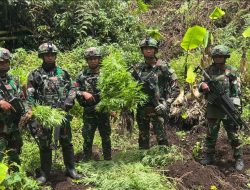 Satgas Pengamanan Perbatasan RI-Papua Nugini Temukan Empat Kebun Ganja di Distrik Oksibil