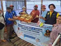 Dinas Peternakan Mimika Salurkan Bibit Ayam Potong Kepada 15 Kelompok Peternak Orang Asli Papua