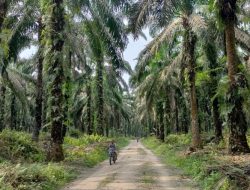 Tanam Kelapa Sawit untuk BBM, Pusaka dan Greenpeace Nilai Presiden Siapkan Bencana Papua