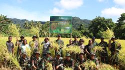 Wujud Sinergi TNI dan Warga Perkuat Ketahanan Pangan Dilaksanakan Panen Raya Padi Gogo di Sosiri