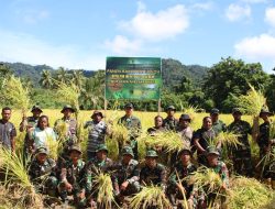 Wujud Sinergi TNI dan Warga Perkuat Ketahanan Pangan Dilaksanakan Panen Raya Padi Gogo di Sosiri