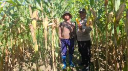 Dukung Program Presiden Prabowo, Polsek Nimbokrang Monitoring Persiapan Panen Jagung