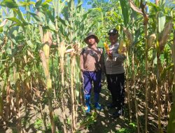 Dukung Program Presiden Prabowo, Polsek Nimbokrang Monitoring Persiapan Panen Jagung