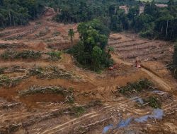 Walhi Papua Sebut Rumah Hidup Masyarakat Adat di Bumi Cenderawasih Alami Tekanan Kian Masif