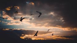 Puisi Burung yang Menjahit Langit dan Tinta Menangis di Ujung Rindu Karya Damianus Ose Wotan