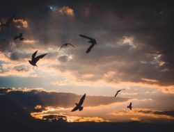 Puisi Burung yang Menjahit Langit dan Tinta Menangis di Ujung Rindu Karya Damianus Ose Wotan