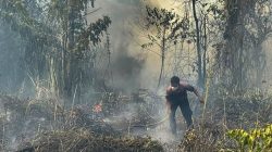 Serukan Kesiapsiagaan Hadapi El Nino, Kadin Papua Tengah: Kabut Asap Jangan Dianggap Sepele