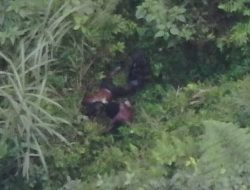 Sempat Terluka, Pelaku Penembakan Warga Negara Asing Dilarikan Kelompoknya ke Dalam Hutan