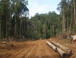 Prosa: Ketika Emas Lebih Berharga daripada Jiwa dan Hari Baru di Atas Takdir Ilahi Karya Yance Dou