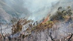 Presiden Diminta Tetapkan Masalah Kabut Asap Akibat Karhutla di Tanah Papua Bencana Nasional