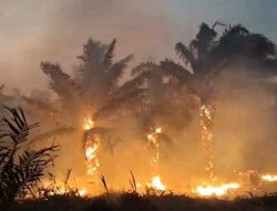 Koalisi Desak Presiden Prabowo Hentikan Proyek Strategis Nasional Pasca Papua Dilanda Karhutla